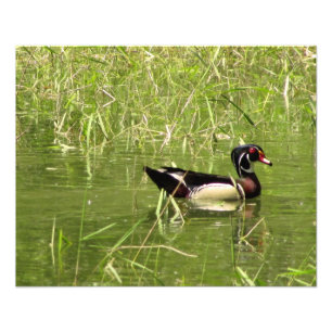 Impresión de la foto de Drake del pato de madera