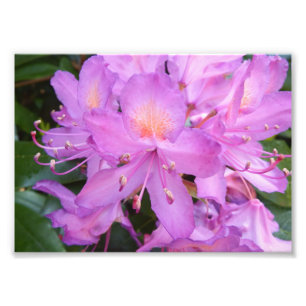 Impresión de la foto de la flor del rododendro