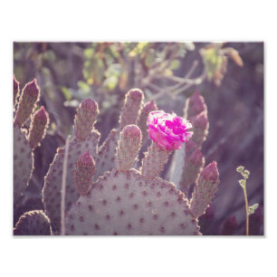 Impresión de la foto de la flor el   del cactus