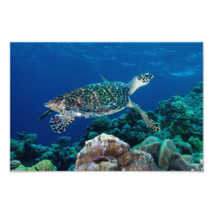 Impresión de la foto de la tortuga de mar de