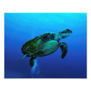 Impresión de la foto de la tortuga de mar de