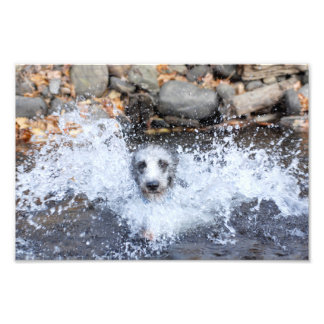 Impresión de la foto de natación de Lurcher