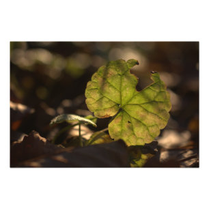 Impresión de la foto de noviembre Sun CC0305