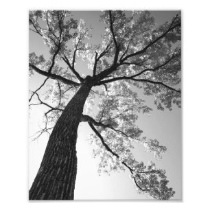 Impresión de la foto del árbol más alto