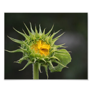Impresión de la foto del brote del girasol