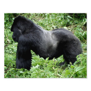 Impresión de la foto del gorila del Silverback