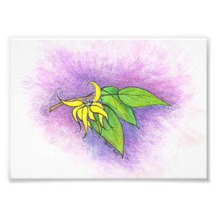 Impresión de la foto del ilustracion de Ylang