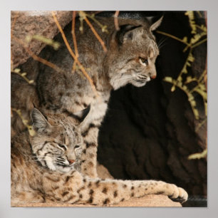 Impresión de la foto del lince