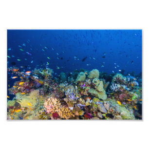 Impresión de la foto del mar de coral