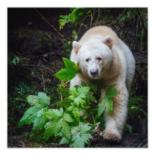 Impresión de la foto del oso del alcohol