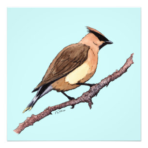 impresión de la foto del pájaro del waxwing de