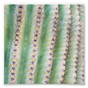 Impresión de la foto del primer el   del Saguaro