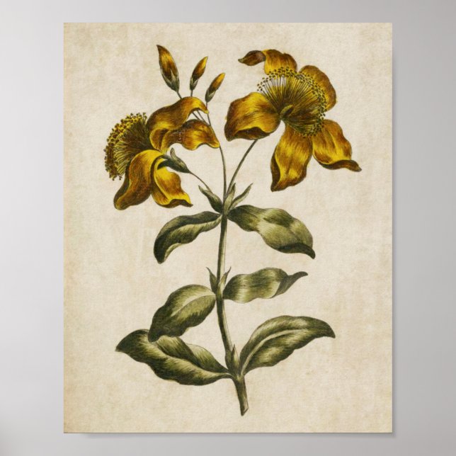 Impresión de la hierba de San Juan (Frente)