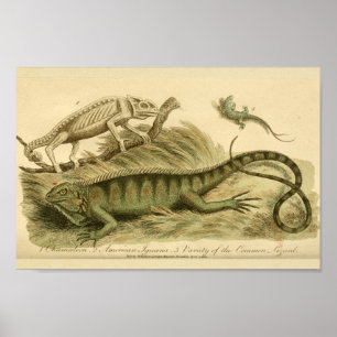 Impresión de la historia natural de la iguana de C