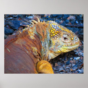 Impresión de la iguana de las Islas Galápagos