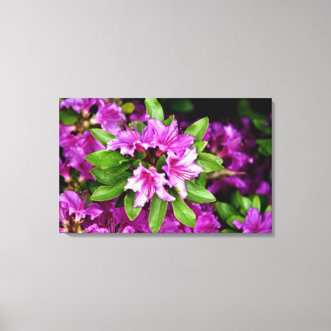 Impresión de la lona de Azelia (Anverso)