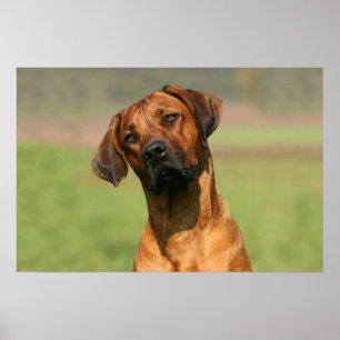 Impresión de la lona de Rhodesian Ridgeback