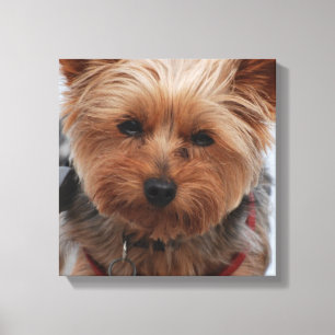 Impresión de la lona de Yorkie