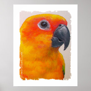 Impresión de la lona - Sun Conure