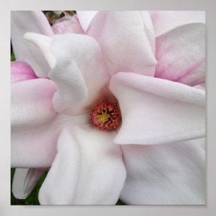 impresión de la magnolia 8x8