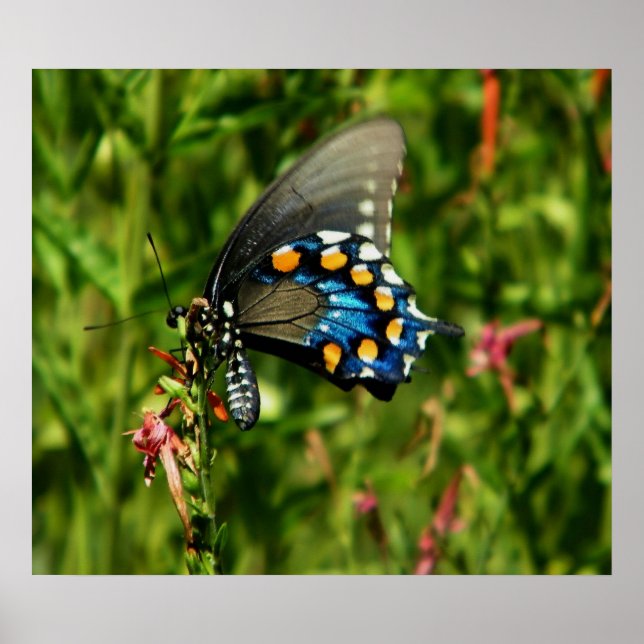 Impresión de la mariposa de cola de cerda (Frente)