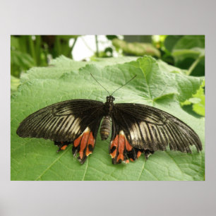 Impresión de la mariposa dorada y roja de bonito