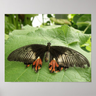 Impresión de la mariposa dorada y roja de bonito