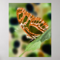 Impresión de la naturaleza de la mariposa iluminad
