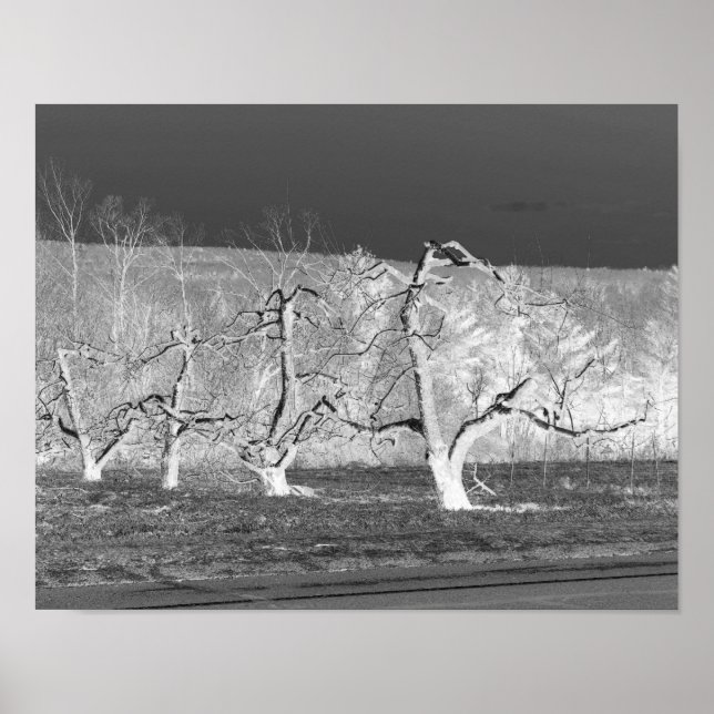 Impresión de la naturaleza de los árboles de manza (Frente)