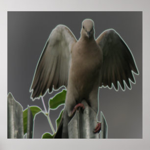 Impresión de la paloma de ángel de caída