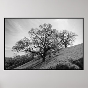 Impresión de la poesía del árbol