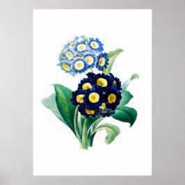 Impresión de la rosa de las primas por parte de Pi