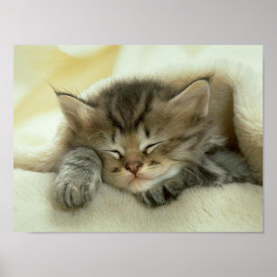 Impresión de la siesta del gato