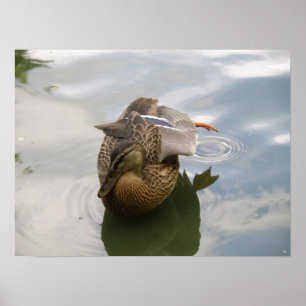 Impresión de lago Duck