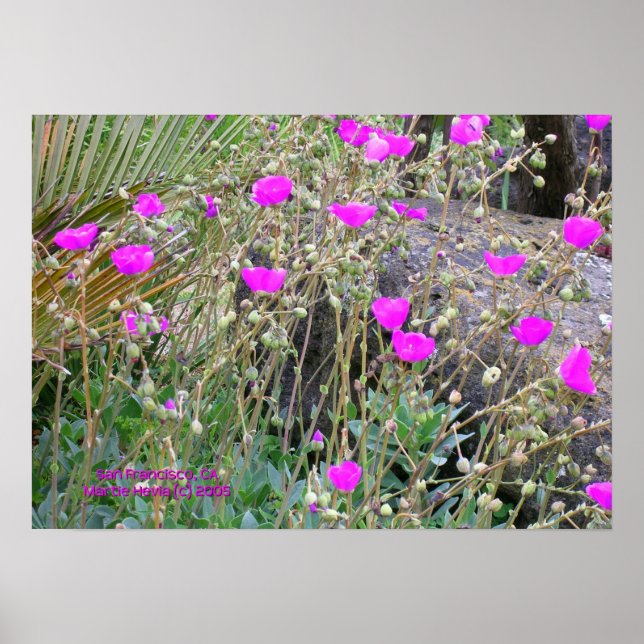 Impresión de lapachos rosados - Seleccione su marc (Frente)