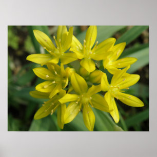 Impresión de las flores amarillas de Chionodoxa