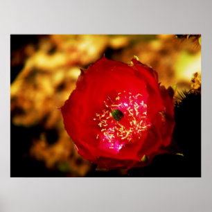 Impresión de las flores del desierto