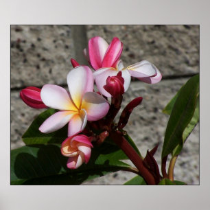 Impresión de las flores del Plumeria