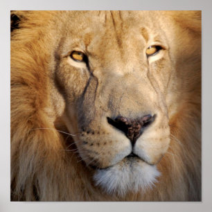 Impresión de las imágenes del león