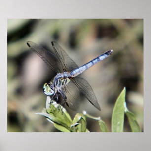 impresión de libélula azul