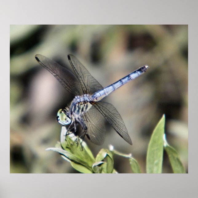 impresión de libélula azul (Frente)