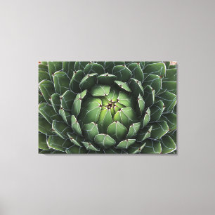 Impresión de lienzo Agave victoriae-reginae