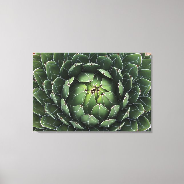 Impresión de lienzo Agave victoriae-reginae (Anverso)