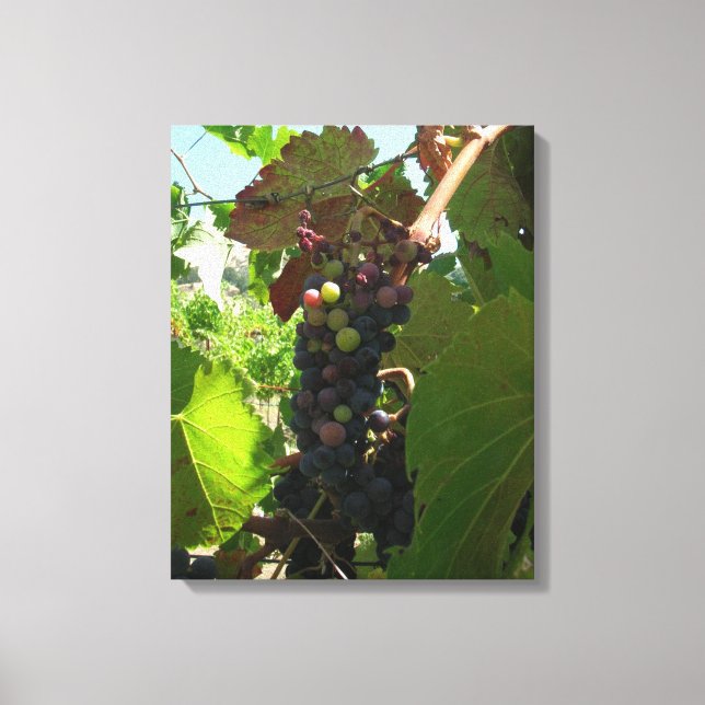 Impresión de lienzo - Agrupación de uvas en vid (Anverso)