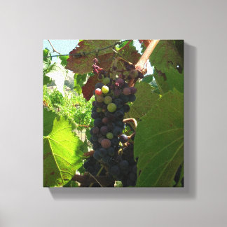 Impresión de lienzo - Agrupación de uvas en vid