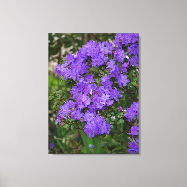 Impresión de lienzo Azalea púrpura (Anverso)