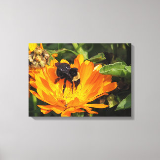 Impresión de lienzo - Calendula y abeja