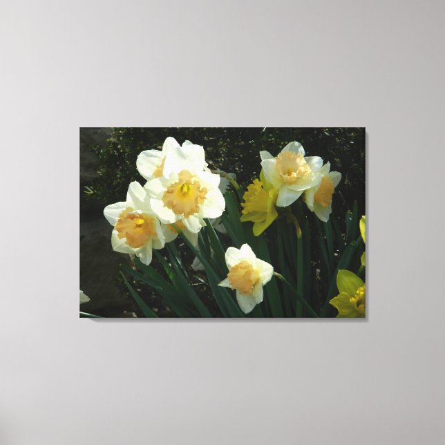 Impresión de lienzo Daffodil de primavera brillant (Anverso)