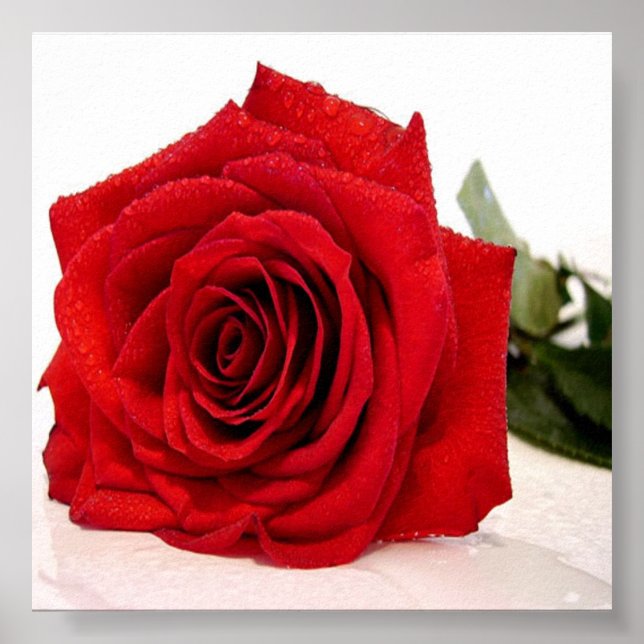 Impresión de lienzo de amor de Rosa (Frente)