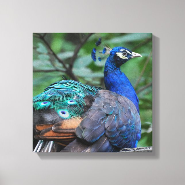 Impresión de lienzo de anclaje de pavo real (Anverso)
